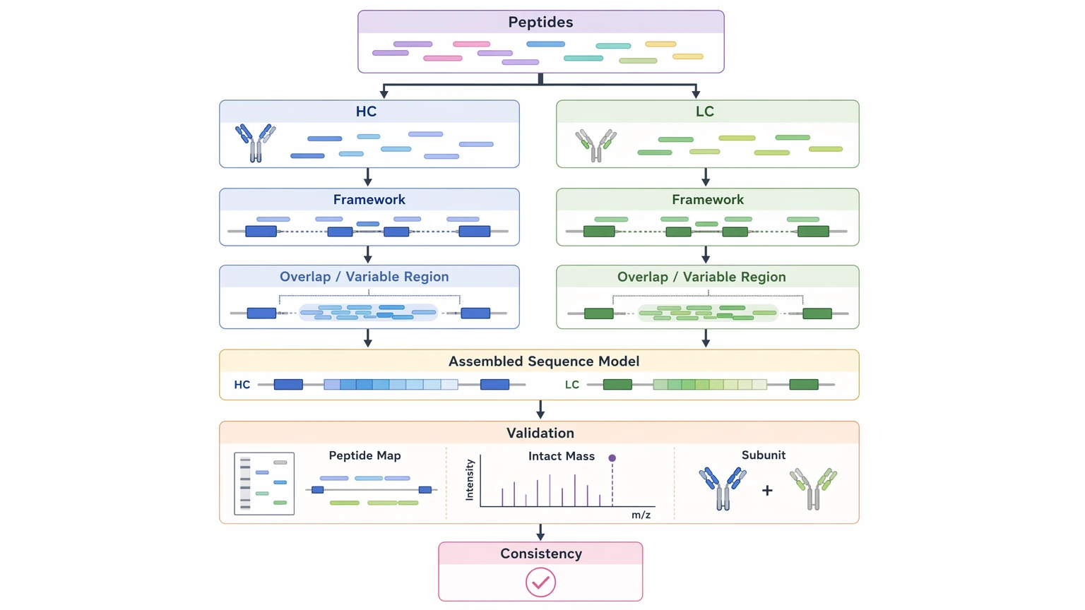 Antibody amino acid sequencing chain assignment and assembly validation workflow for heavy and light chains