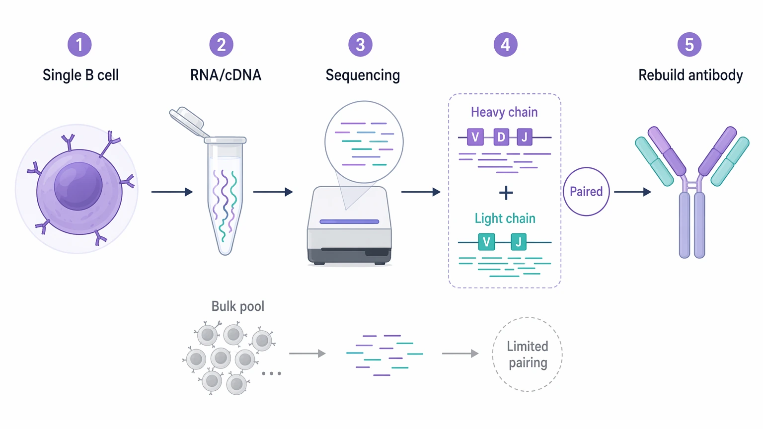 Antibody next-generation sequencing workflow for single B cell heavy and light chain pairing