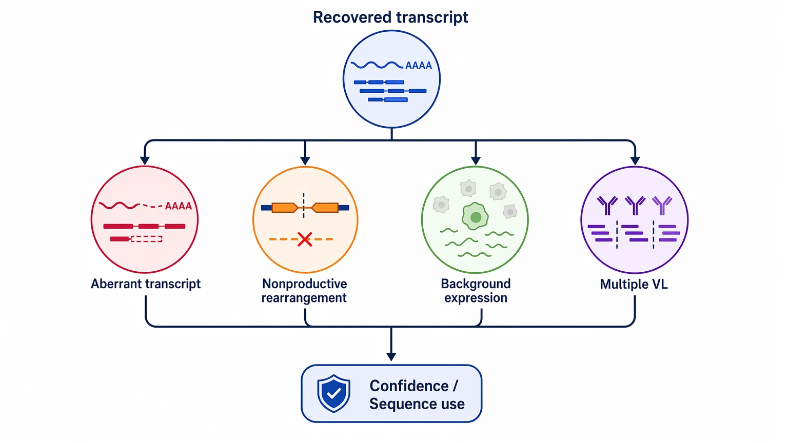 race antibody sequencing transcript interpretation risk diagram for hybridoma clone recovery