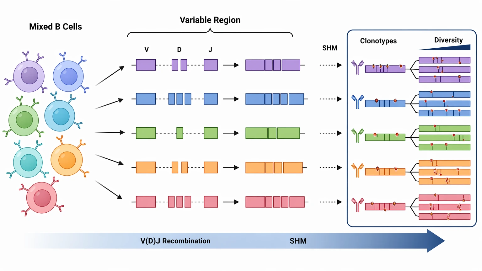sequencing antibody repertoires diagram showing mixed B cells, VDJ recombination, and somatic hypermutation diversity