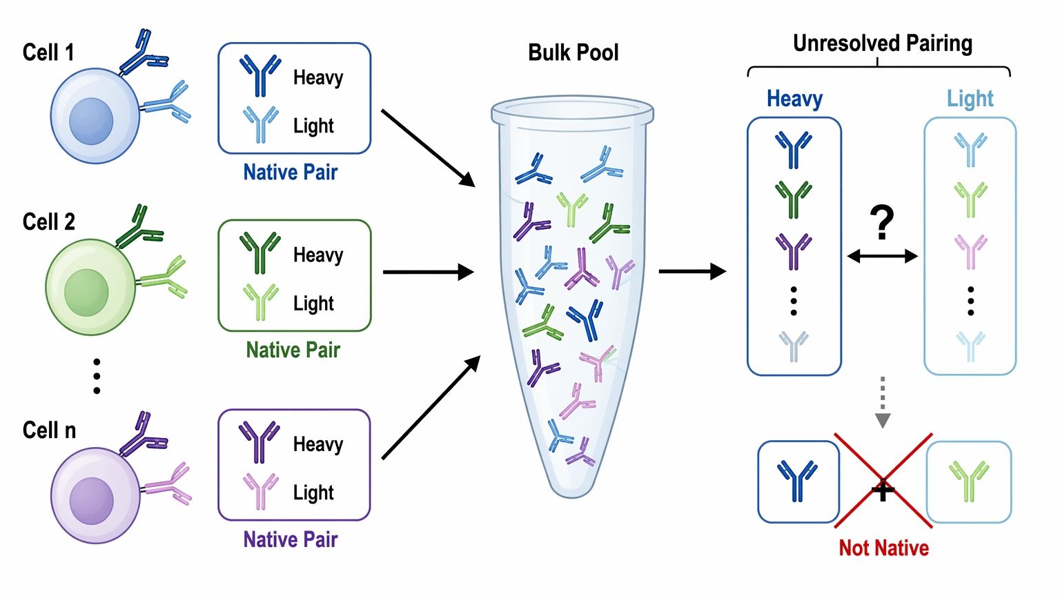 sequencing antibody repertoires bulk data diagram showing unresolved heavy chain light chain pairing