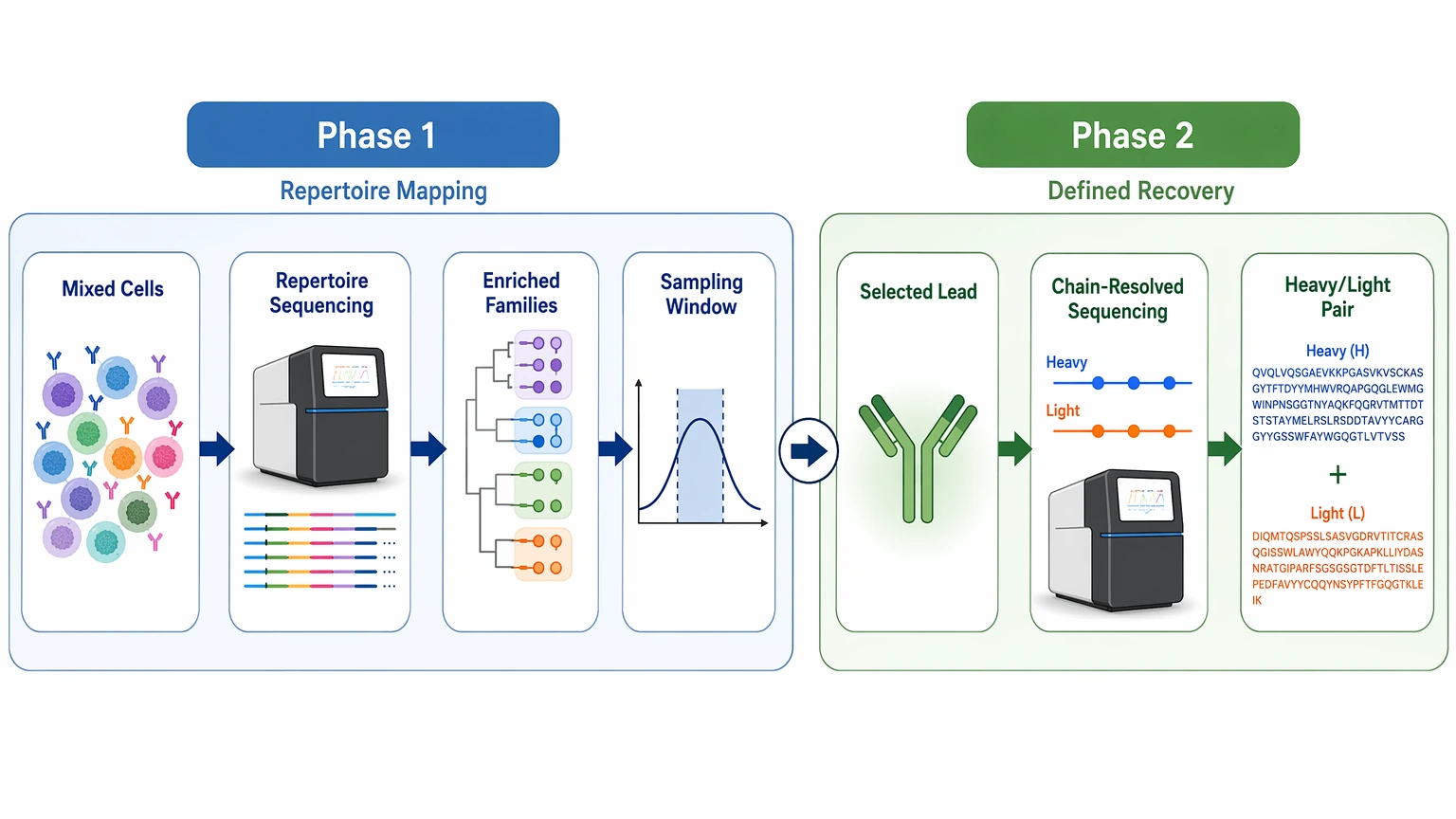 sequencing antibody repertoires workflow showing phase 1 repertoire mapping and phase 2 defined antibody recovery