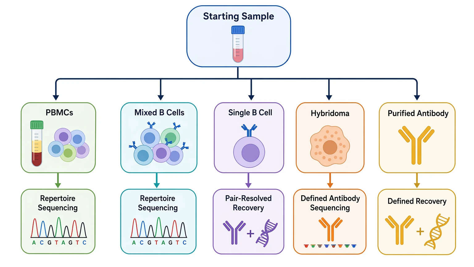 sequencing antibody repertoires selection guide based on sample type and antibody recovery path