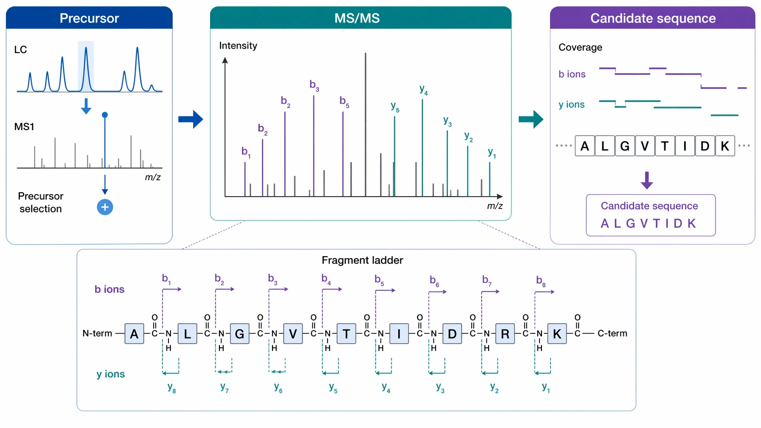 de novo peptide sequencing service diagram showing LC-MS/MS fragment evidence, b and y ions, and sequence inference