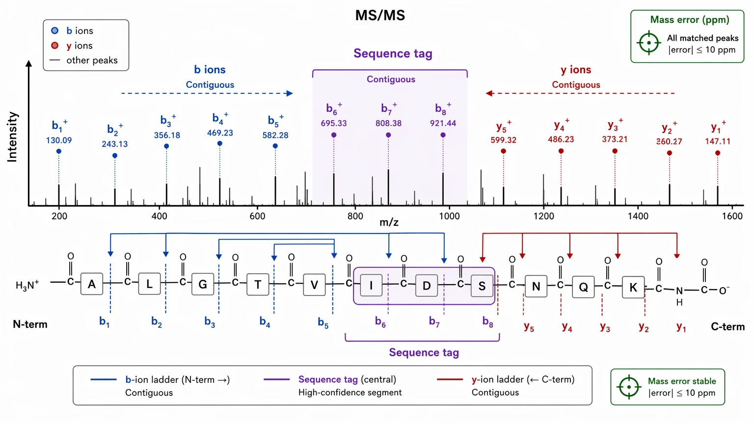 Mass spec de novo sequencing evidence view with contiguous b-ion and y-ion ladders forming a sequence tag