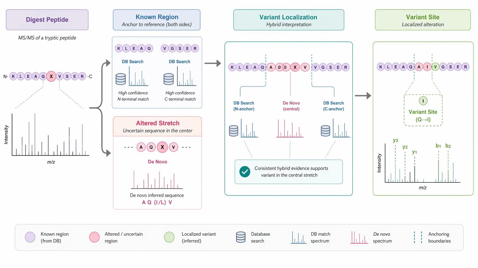 De novo protein sequencing mass spectrometry hybrid workflow for sequence variant localization in a digest peptide