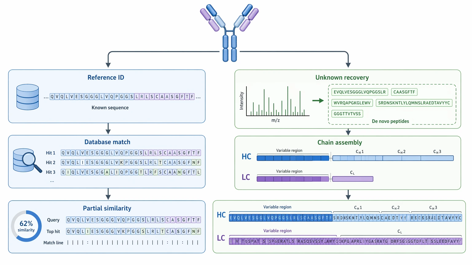 Antibody sequencing service diagram comparing reference identification with unknown sequence recovery for heavy and light chain reconstruction