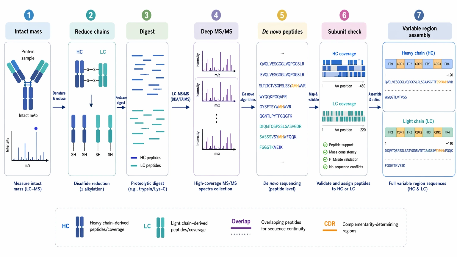 Antibody sequencing service workflow diagram showing de novo sequencing stages from intact mass to variable region assembly