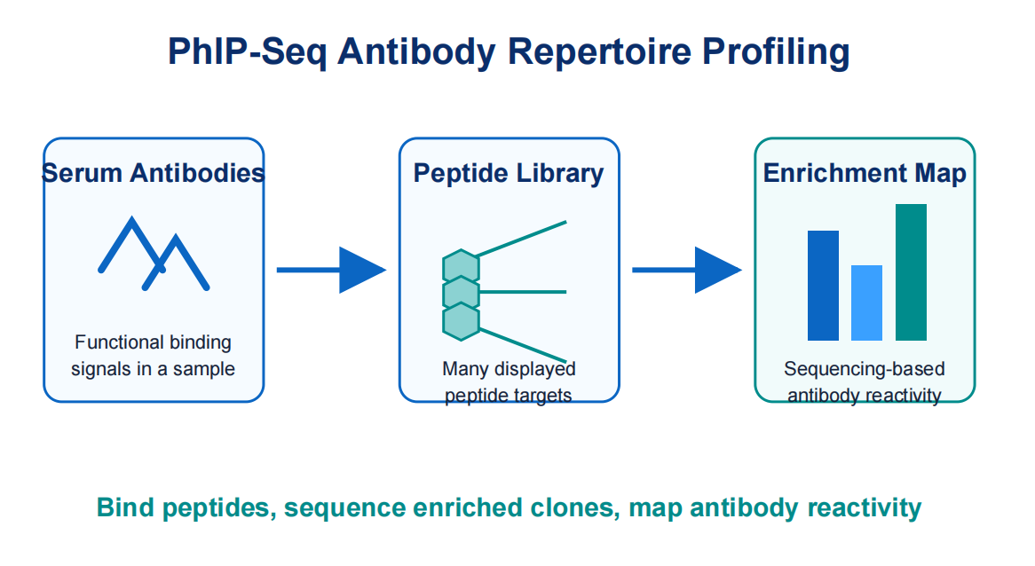 how-phip-seq-works-for-antibody-repertoire-profiling-01
