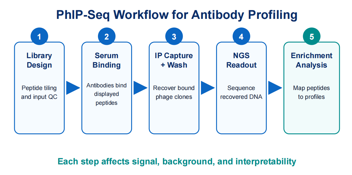 how-phip-seq-works-for-antibody-repertoire-profiling-02