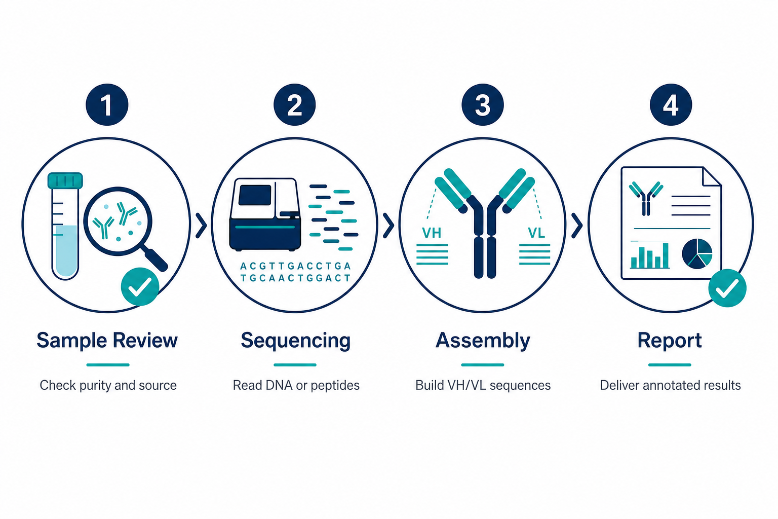 2071514661172367360-mid-antibody-workflow.png