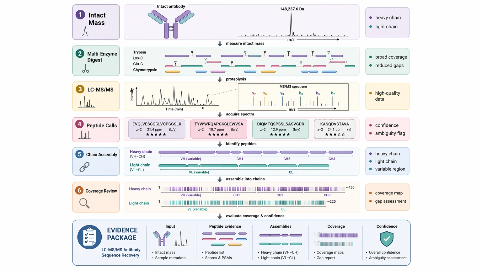 Antibody amino acid sequencing evidence package assembly map using LC-MS/MS and chain assembly