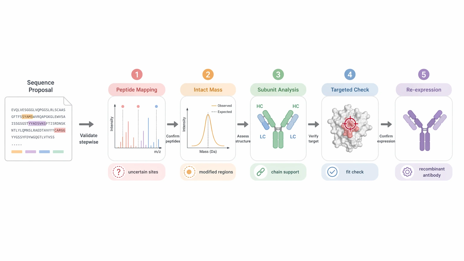 Antibody amino acid sequencing validation path after the initial sequence proposal