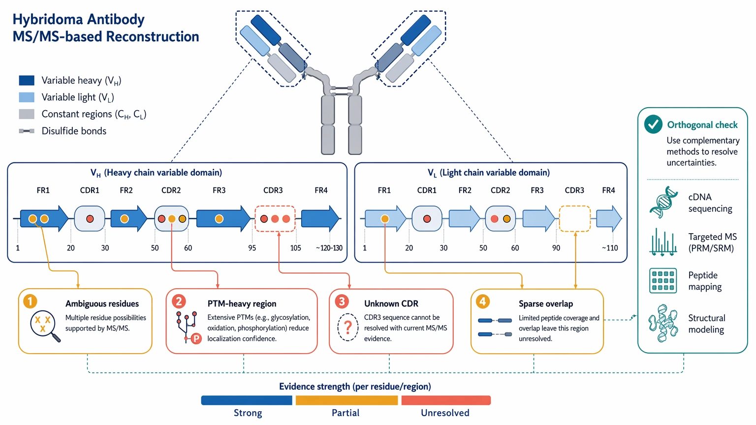 Hybridoma antibody sequencing ambiguity map showing uncertain residues, PTM-heavy regions, and unknown CDR areas