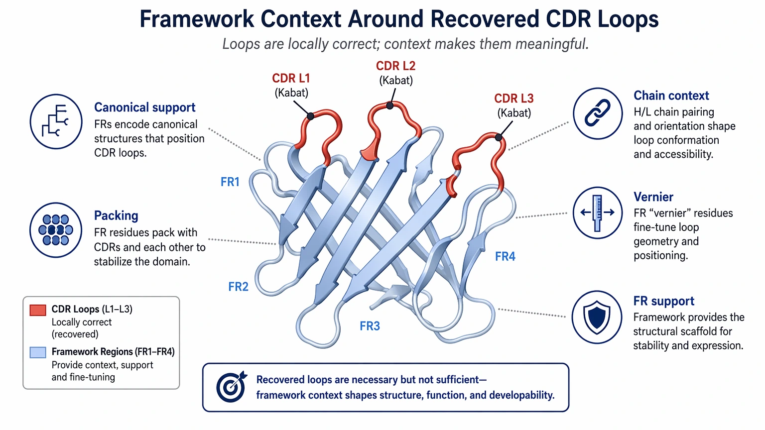 Antibody CDR sequencing diagram showing CDR loops and framework context in antibody engineering