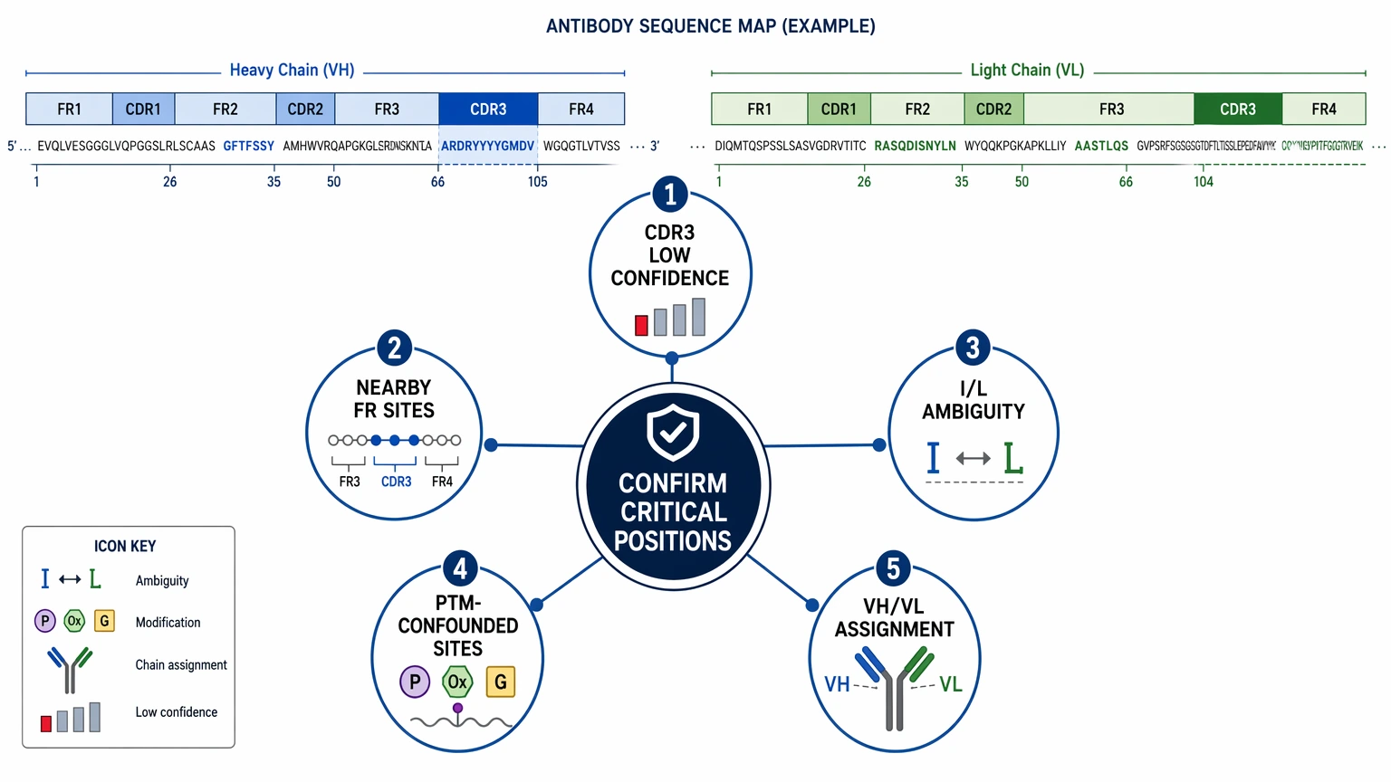 Antibody CDR sequencing validation checkpoints for design-critical residue confirmation