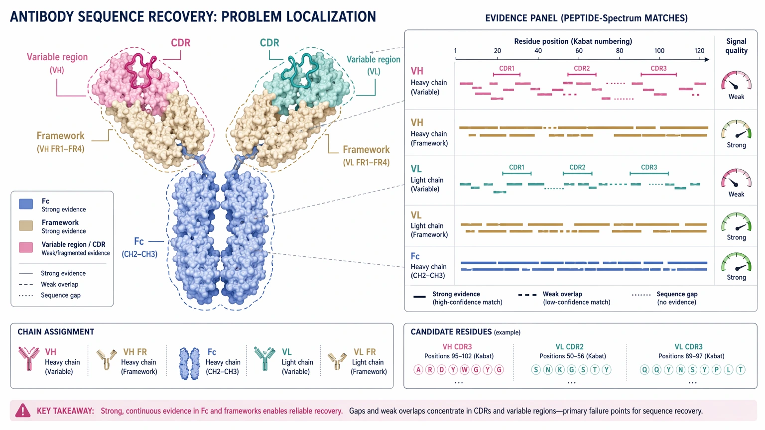 why the sequencing of antibody is difficult diagram showing strong Fc evidence but weak variable-region sequence continuity