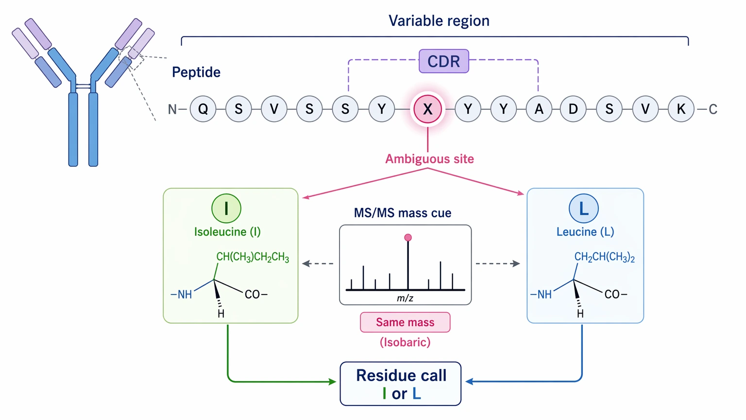 why the sequencing of antibody is difficult illustration of isoleucine leucine ambiguity at a CDR residue site