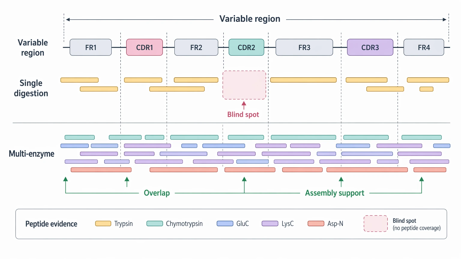 why the sequencing of antibody is difficult evidence view of peptide overlap across variable region and CDR-adjacent segments