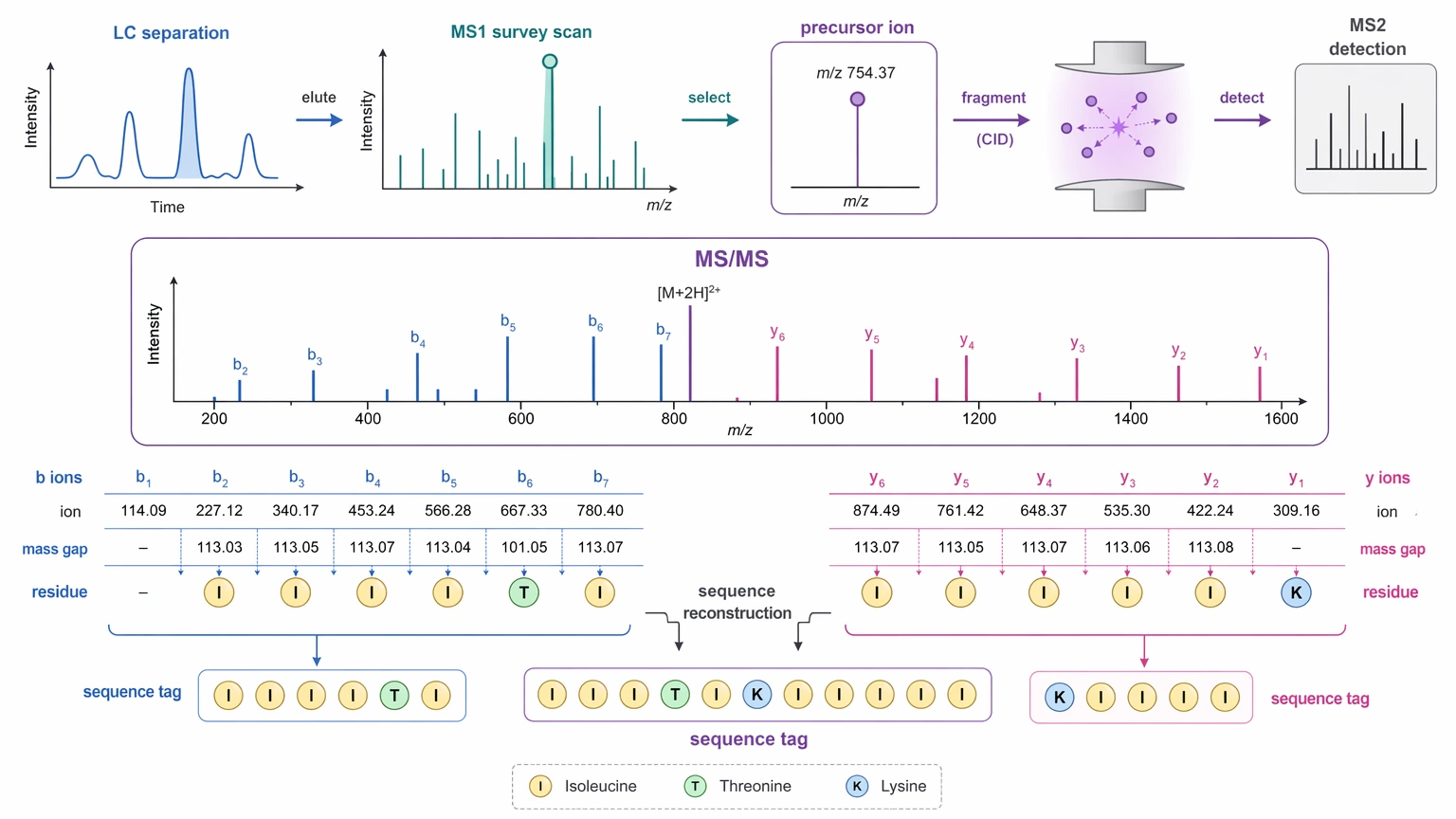 Explain the principle and application of de novo sequencing with an LC-MS/MS fragment ion map showing b ions, y ions, and sequence reconstruction.