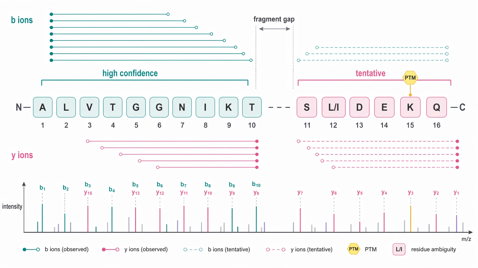 de novo protein sequencing service LC-MS/MS evidence view showing confident and ambiguous peptide regions