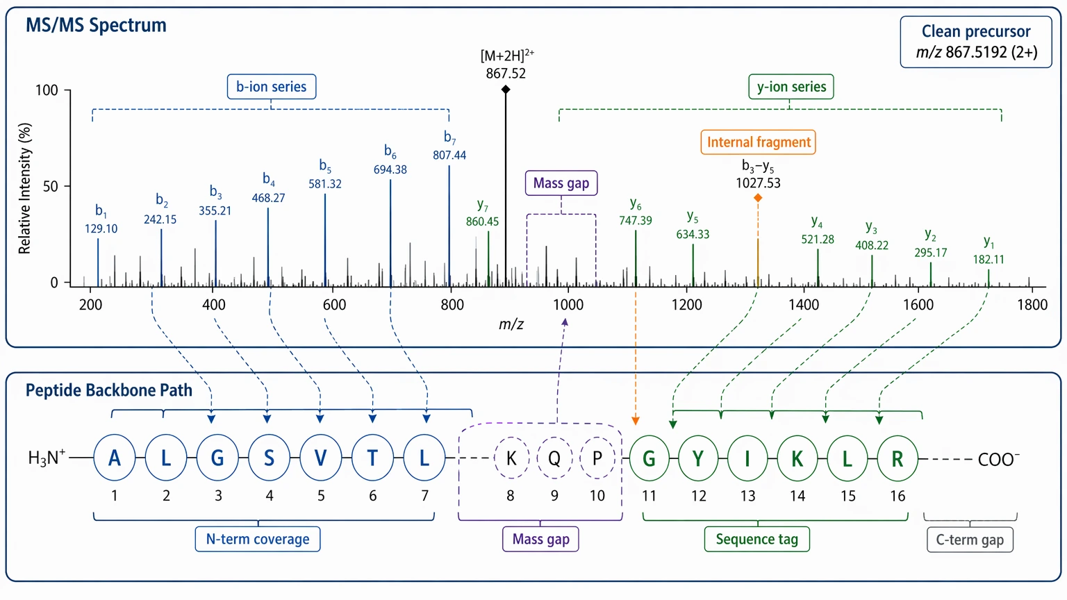 Peptide de novo sequencing spectral evidence view showing b and y ion continuity