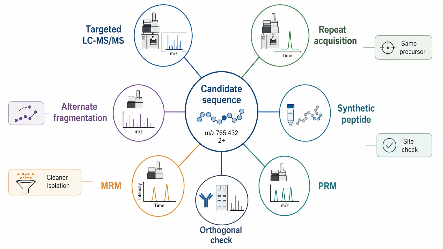 Peptide de novo sequencing validation path for targeted LC-MS-MS and synthetic peptide follow-up