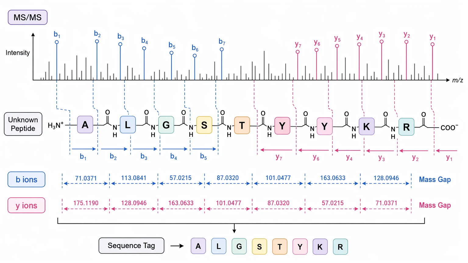 de novo peptide sequencing fragment ion evidence map with b ions, y ions, and MS/MS spectrum links