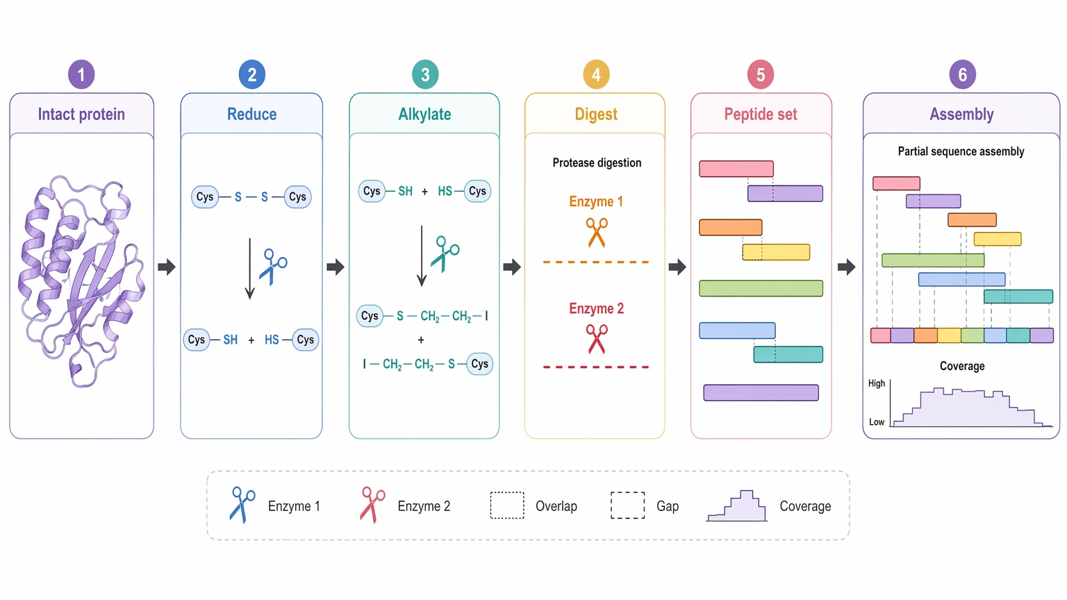 Peptide and protein de novo sequencing by mass spectrometry protein digest-to-assembly workflow diagram.