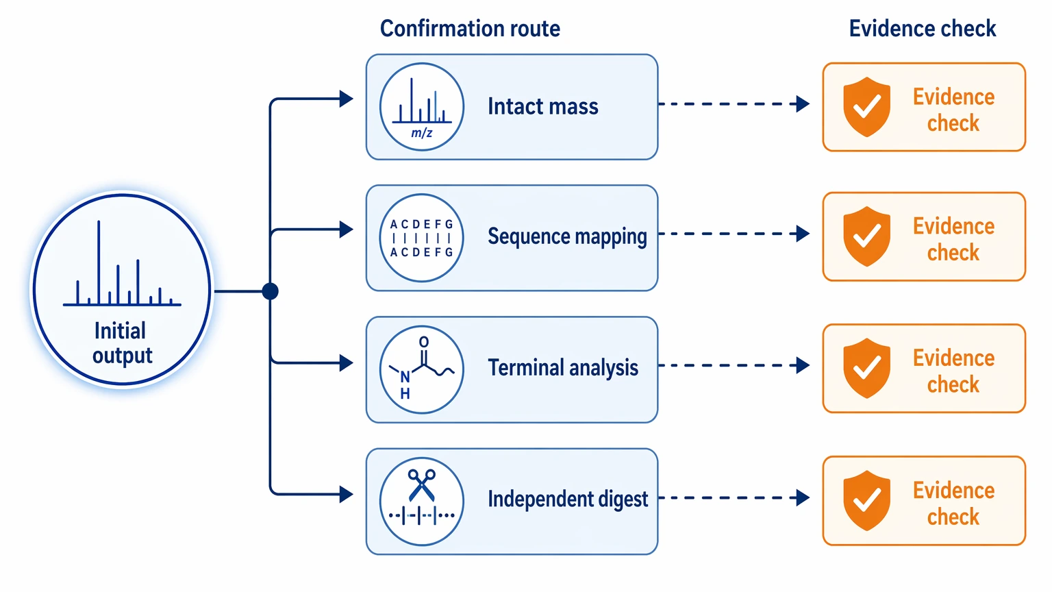 Protein de novo sequencing follow-up confirmation path linking initial outputs to orthogonal validation steps