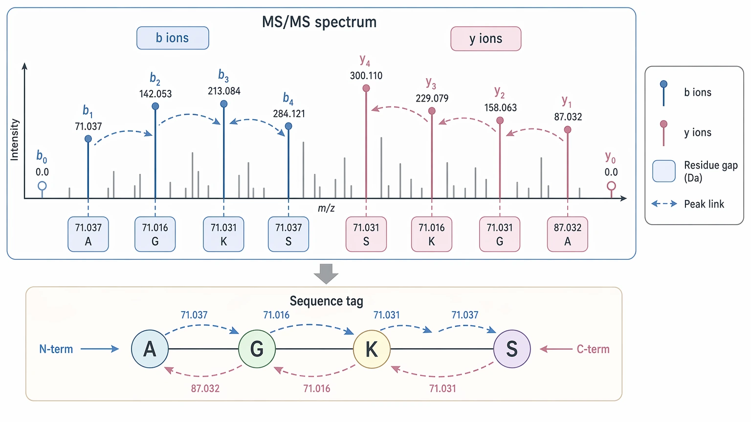 How does de novo sequencing work diagram showing b-ion and y-ion ladders and residue-gap reading in LC-MS/MS