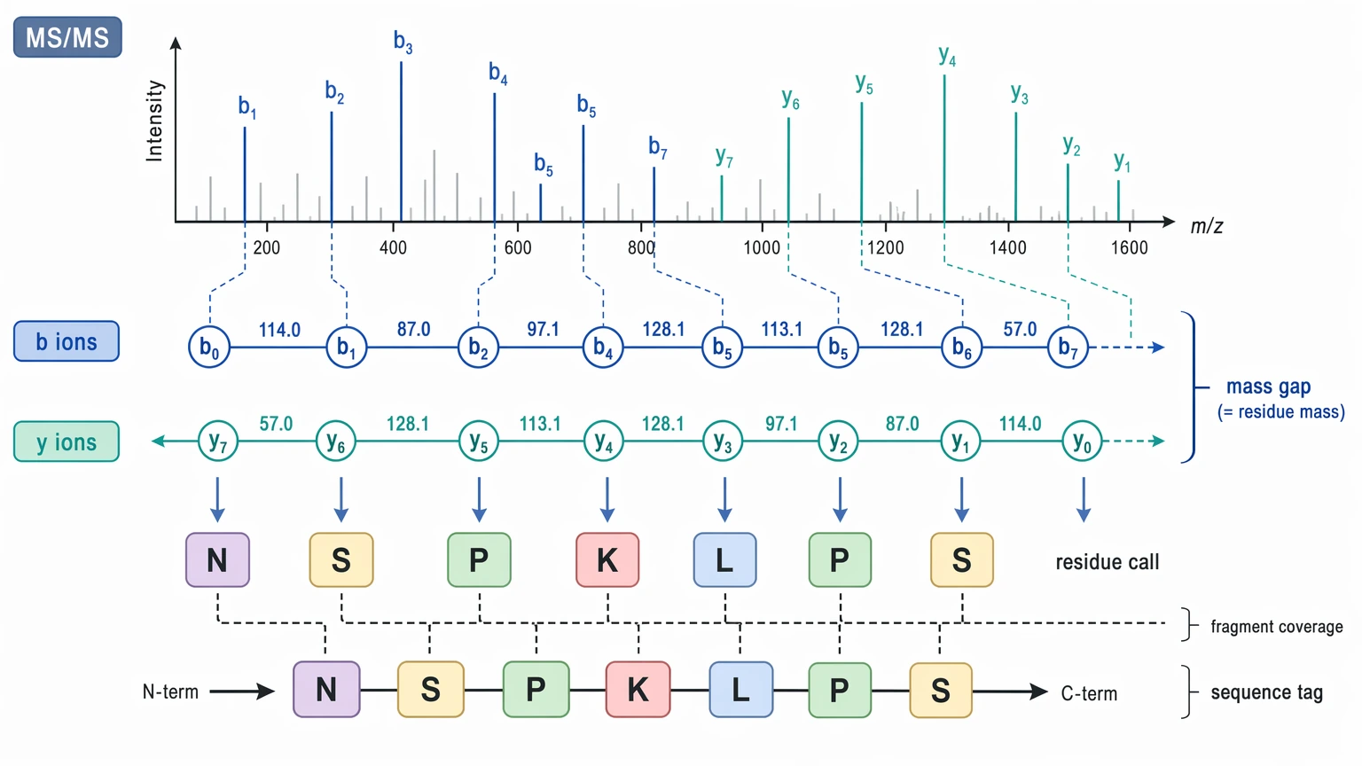 De novo sequencing vs resequencing image showing MS/MS fragment evidence and b-ion y-ion mapping