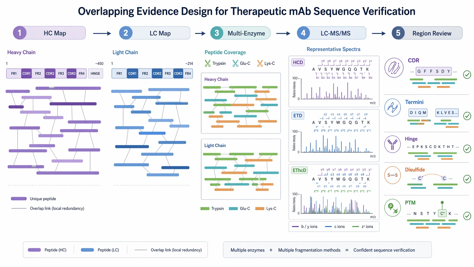 De novo sequencing of monoclonal antibodies overlapping evidence review map for LC-MS/MS sequence verification