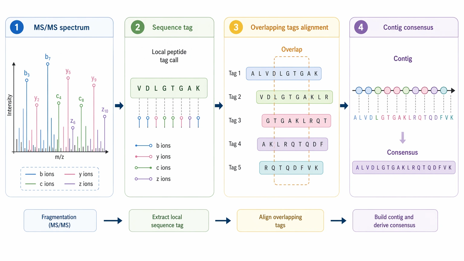 De novo assembly shotgun sequencing diagram showing MS/MS spectra, peptide tags, overlap assembly, and contig consensus.