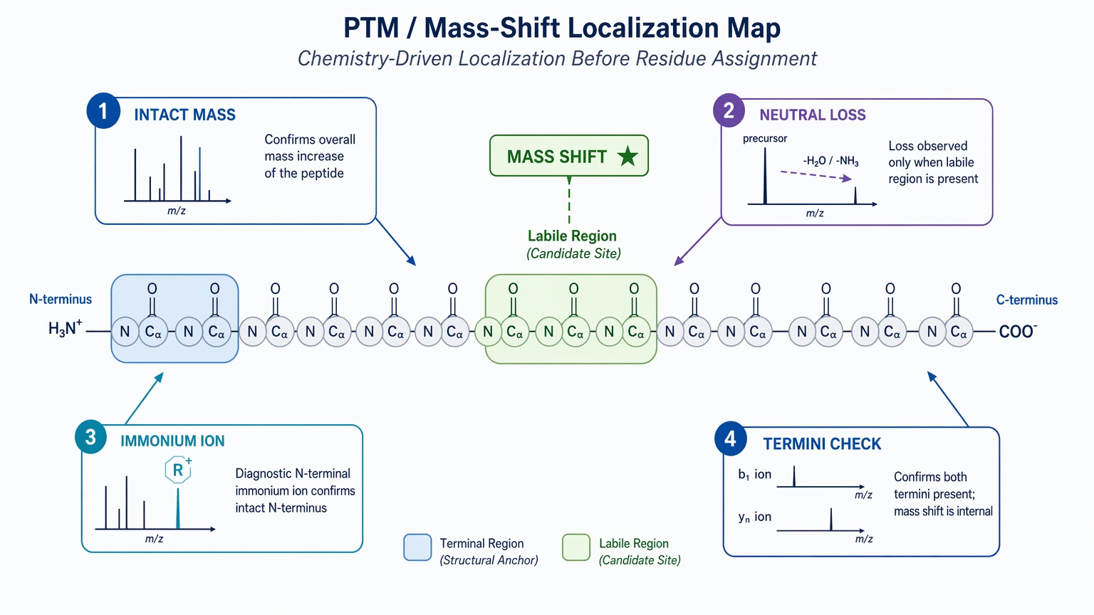 De novo sequencing by esi ms ms PTM shift localization map with terminus and labile-region checkpoints