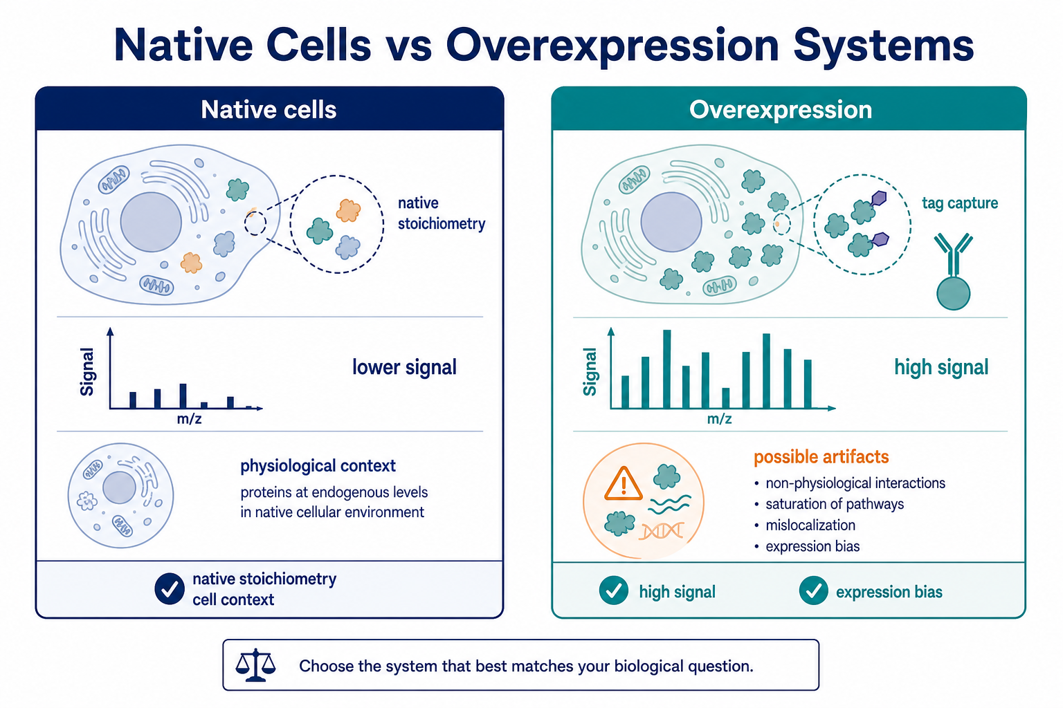2071873617396846592-Figure_1_Native_Cells_vs_Overexpression_Systems.png