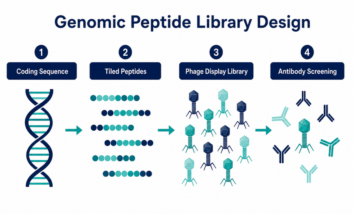 applications-of-phip-seq-in-genomics-02