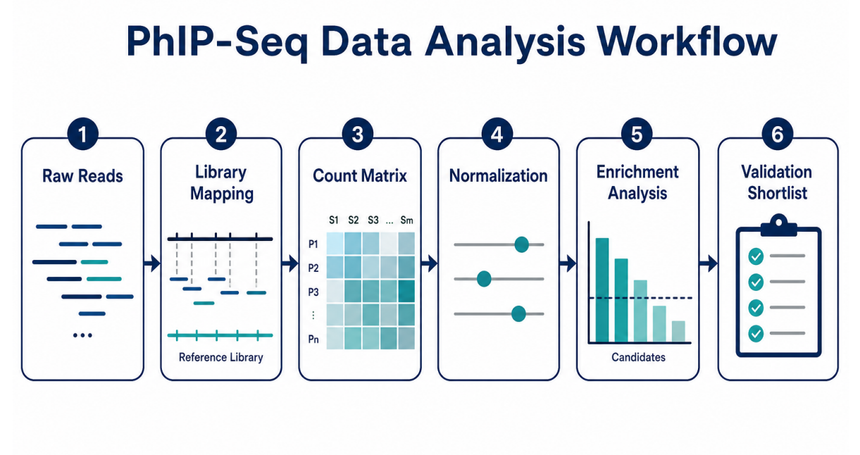 analyzing-data-from-phip-seq-experiments-01
