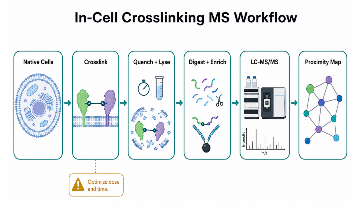 studying-membrane-protein-interactions-in-native-cells-why-overexpression-can-mislead-and-how-in-cell-crosslinking-ms-helps-02