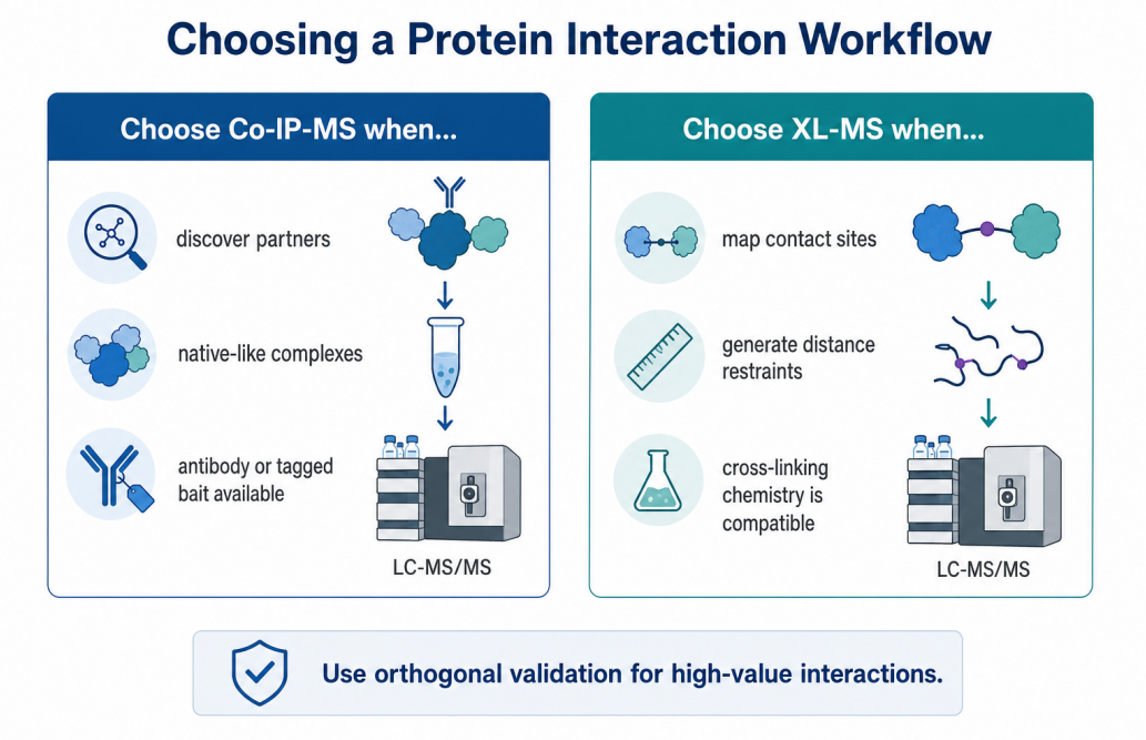 co-ip-ms-vs-xl-ms-which-protein-interaction-workflow-should-you-choose-01