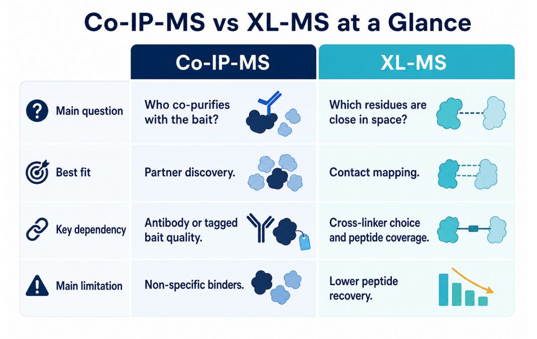 co-ip-ms-vs-xl-ms-which-protein-interaction-workflow-should-you-choose-02
