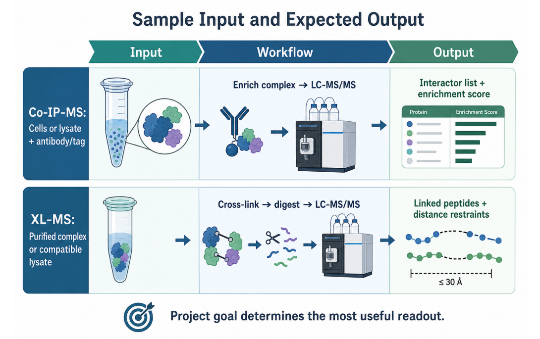 co-ip-ms-vs-xl-ms-which-protein-interaction-workflow-should-you-choose-03