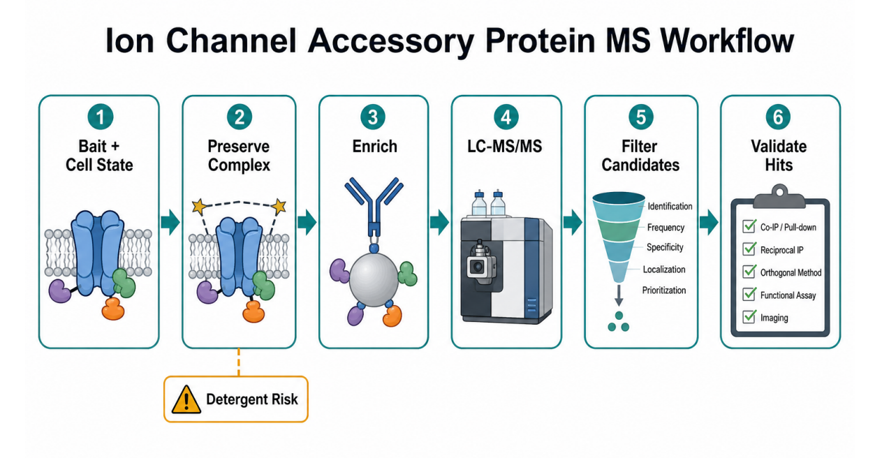 how-to-identify-accessory-proteins-of-ion-channels-by-mass-spectrometry-02