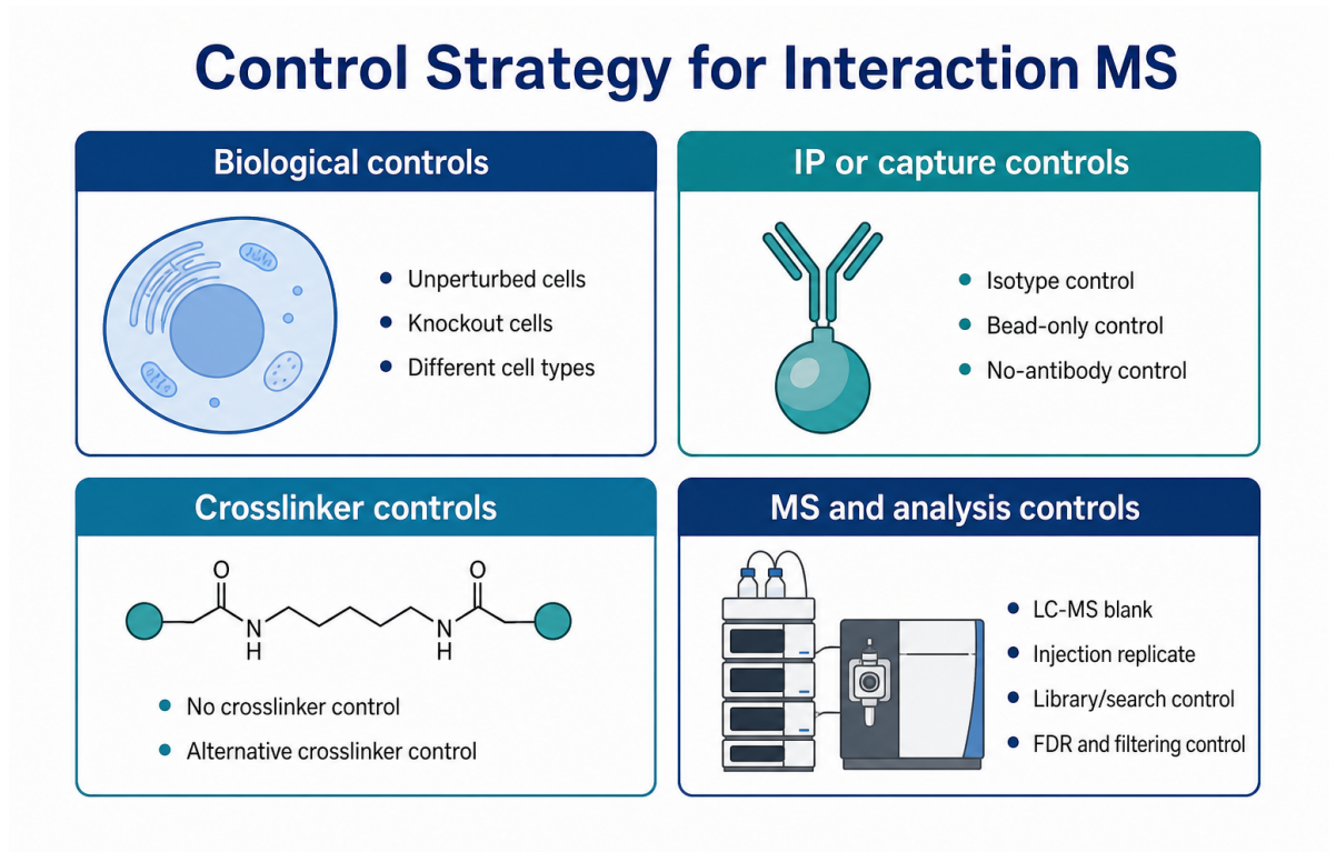 what-controls-are-needed-for-co-ip-ms-and-in-cell-crosslinking-ms-01