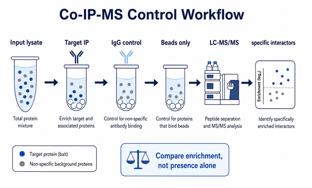 what-controls-are-needed-for-co-ip-ms-and-in-cell-crosslinking-ms-02