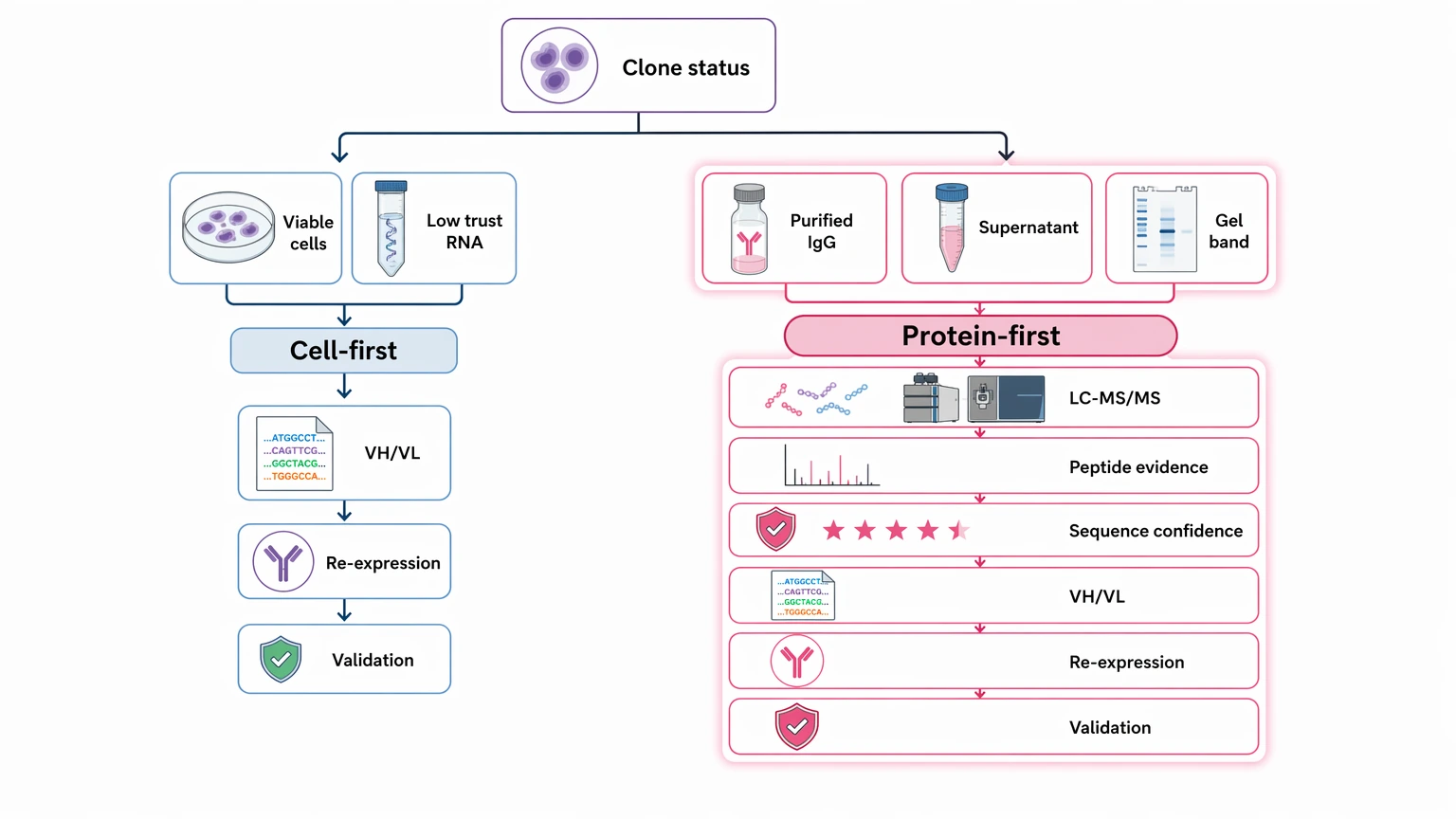 Hybridoma monoclonal antibody sequencing decision path showing protein-first and cell-first rescue routes