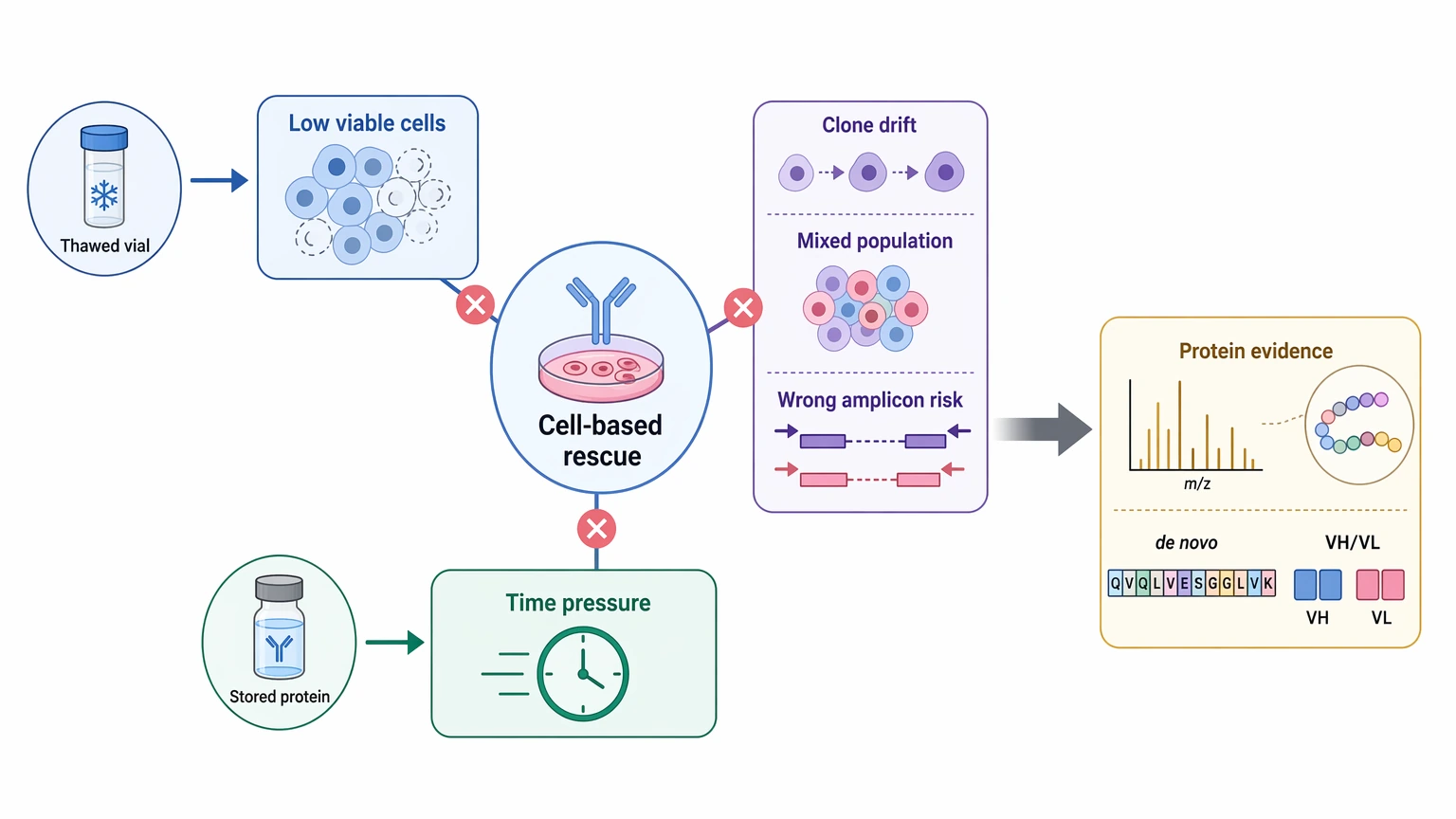 Hybridoma monoclonal antibody sequencing failure map showing why cell-based rescue can become unreliable