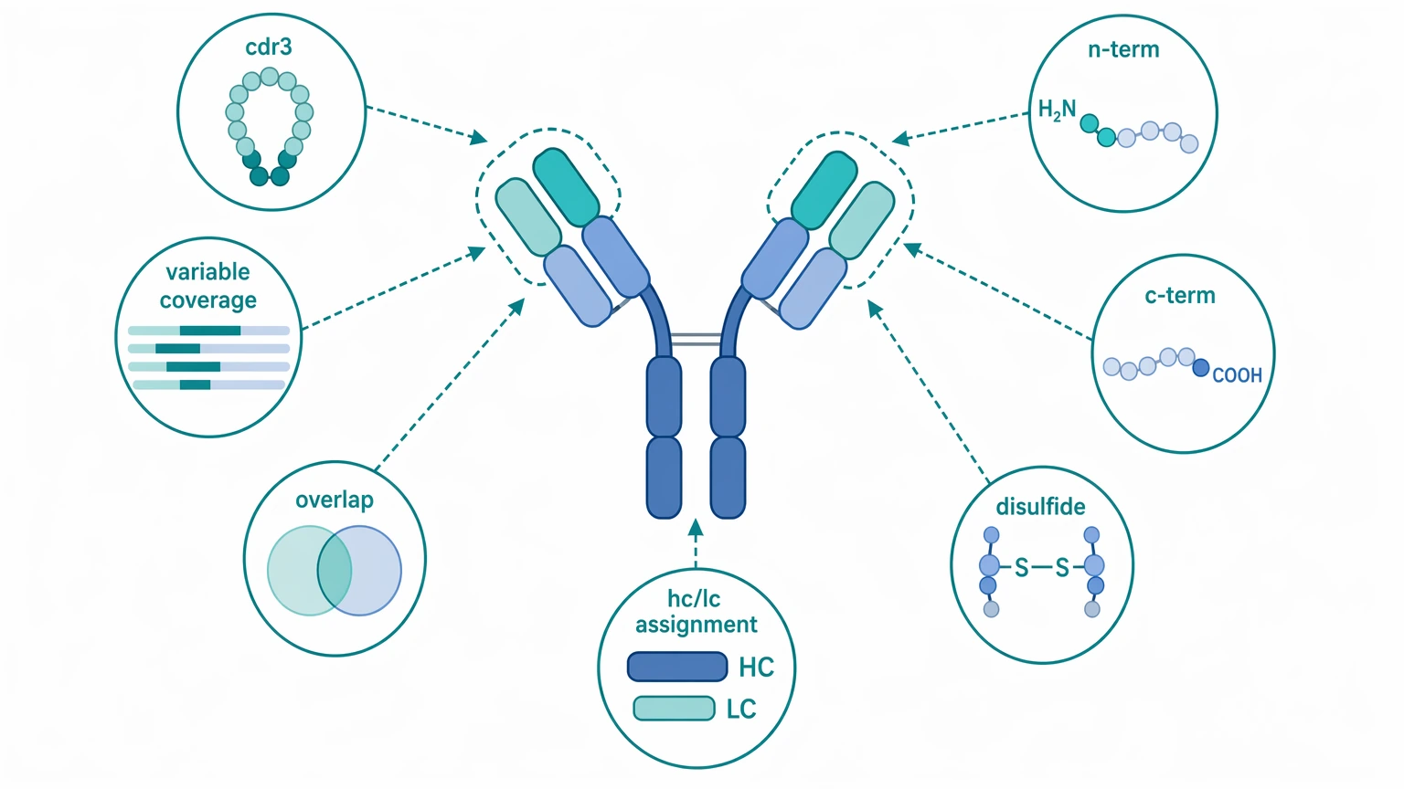 Monoclonal antibody sequencing checkpoint map highlighting CDR3, variable region coverage, overlap, termini, disulfide, and HC/LC assignment.