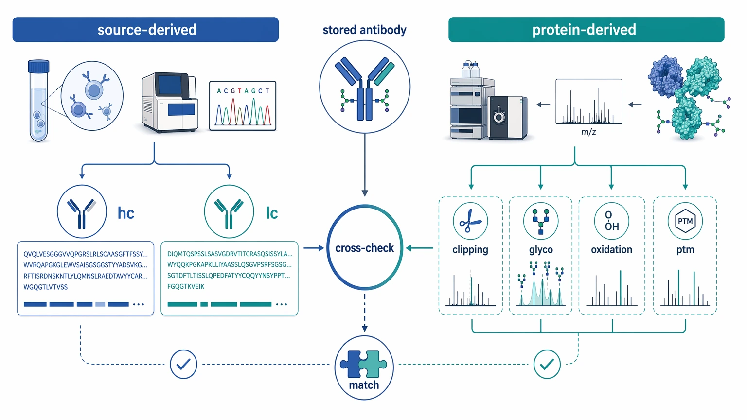 Monoclonal antibody sequencing and de novo protein sequencing cross-check map for antibody recovery projects.
