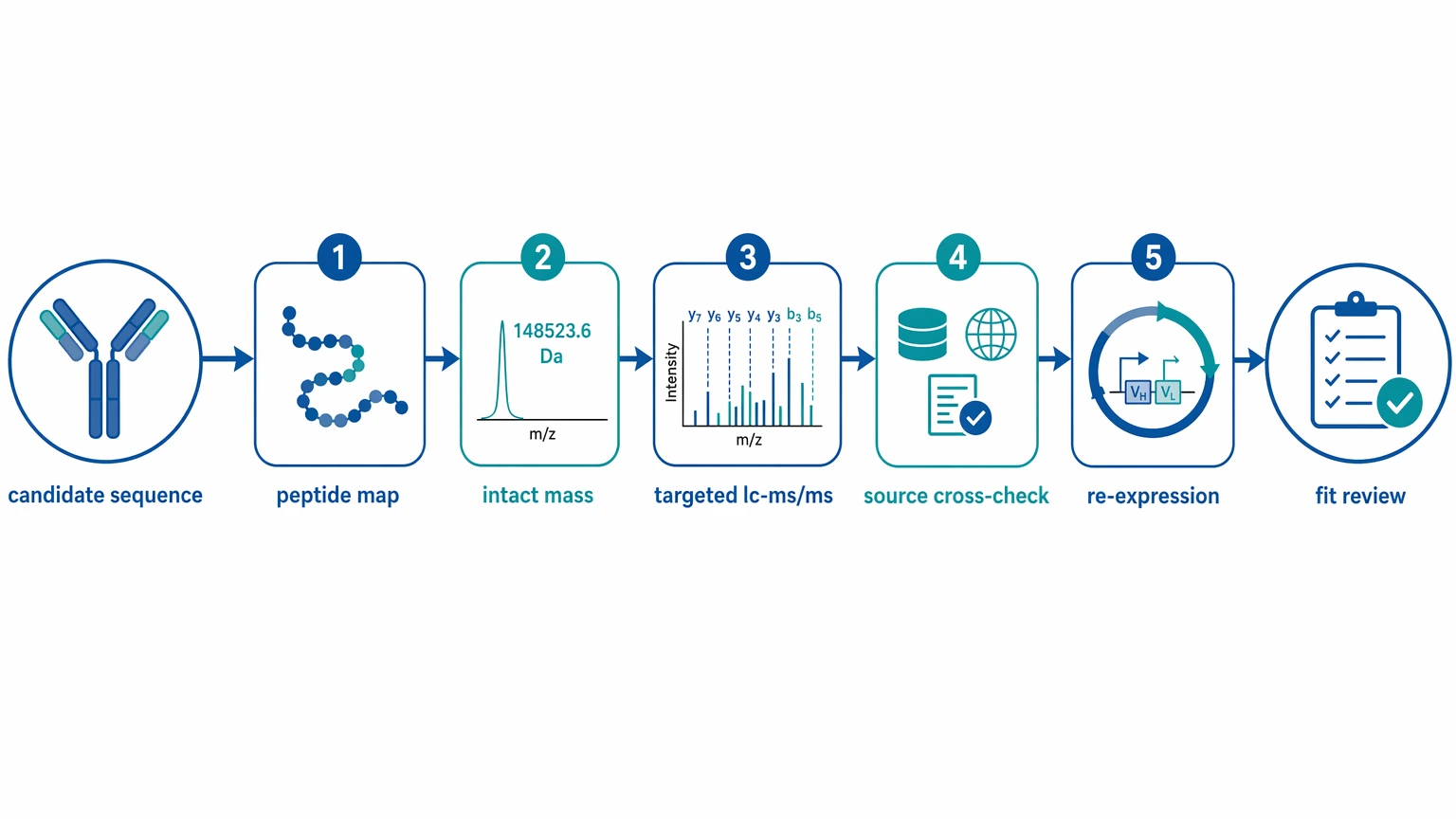 Monoclonal antibody sequencing follow-up confirmation path with peptide mapping, intact mass, targeted LC-MS/MS, source cross-check, and re-expression review.
